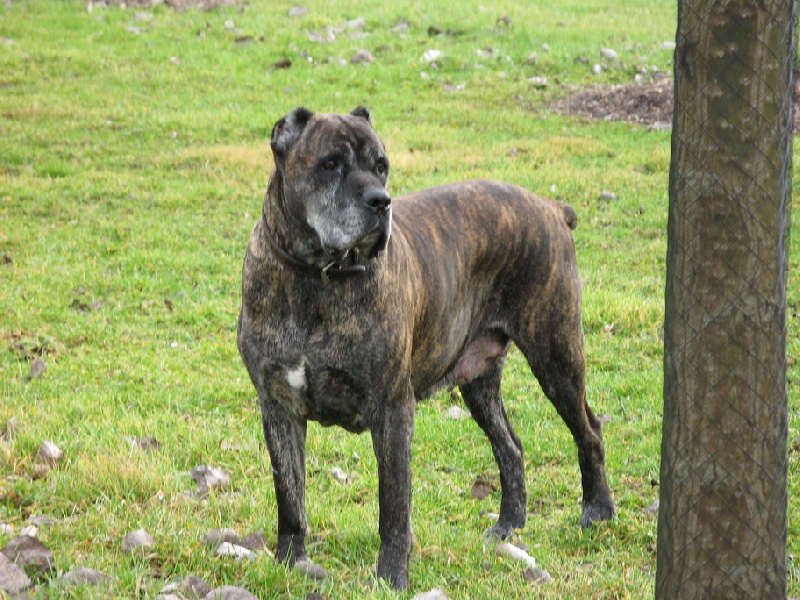 Mira Del antico cerberus